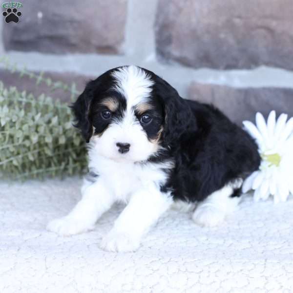 Amber, Cavapoo Puppy